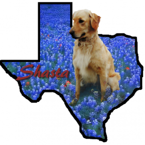 Digital Pet Portrait in Texas Bluebonnets